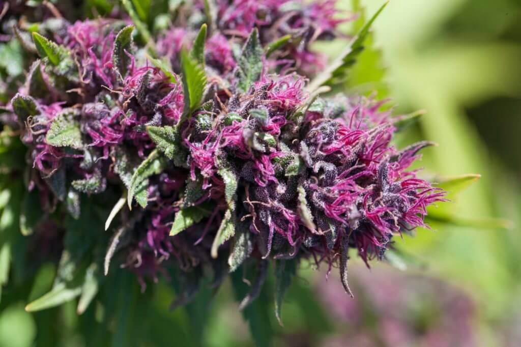 medical marijuana plant - myrcene