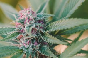 medical marijuana plant - Linalool