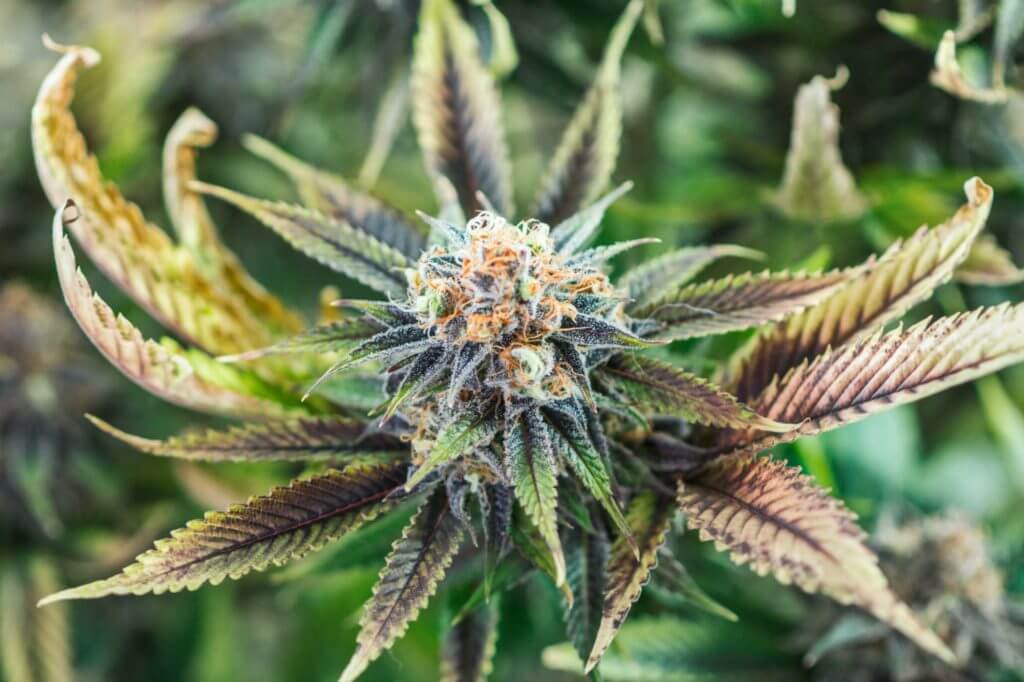 medical marijuana plant - terpenes