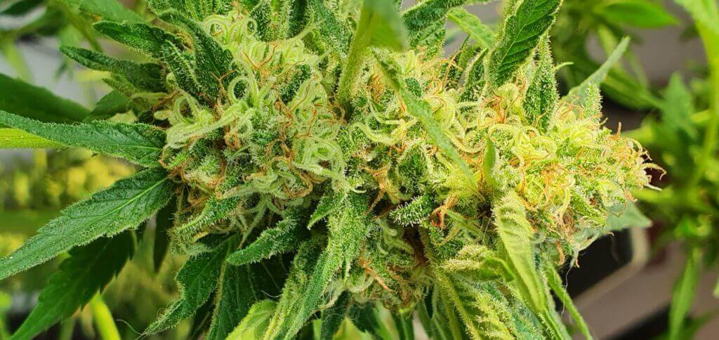medical marijuana plant - Alpha-Pinene