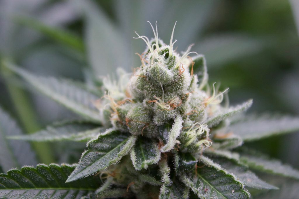 medical marijuana plant - humulene