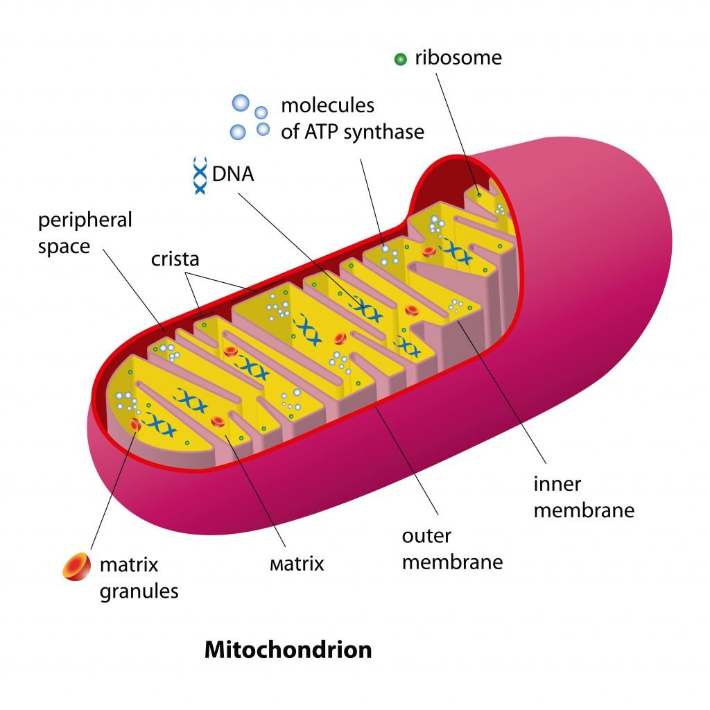 arkansas medical marijuana mitochondria structure diagram